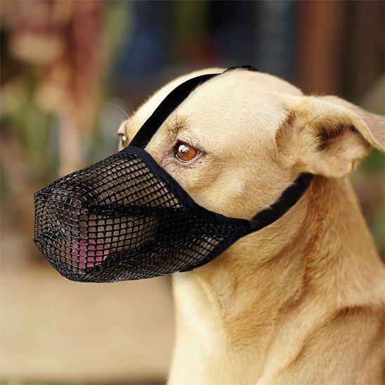 Muselière chien | Confort Sécurisé™ - Jouetstoutou