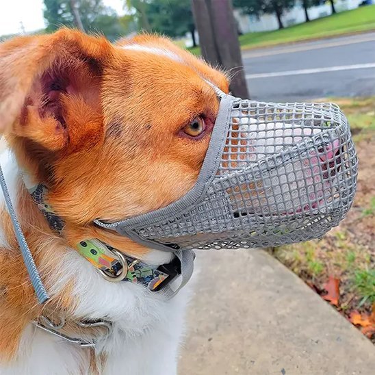 Muselière chien | Confort Sécurisé™ - Jouetstoutou