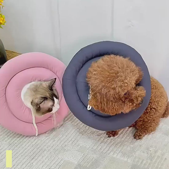 collier pour chien video