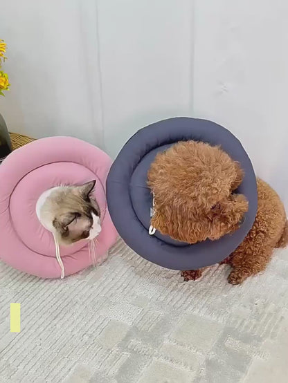 collier pour chien video