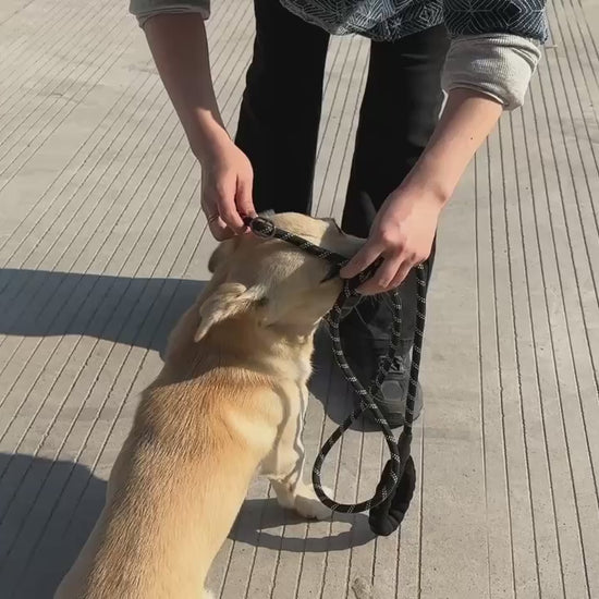 laisse pour chien maitre qui promene son fidele compagnon