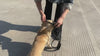 laisse pour chien maitre qui promene son fidele compagnon