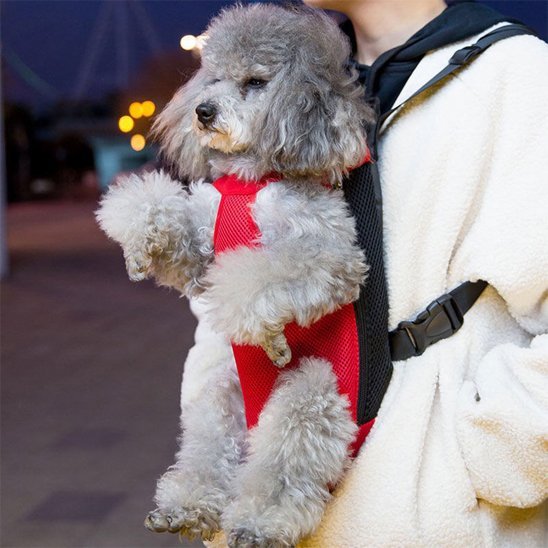 Sac de transport chien | Ergonomique & Sécurisé - Jouetstoutou