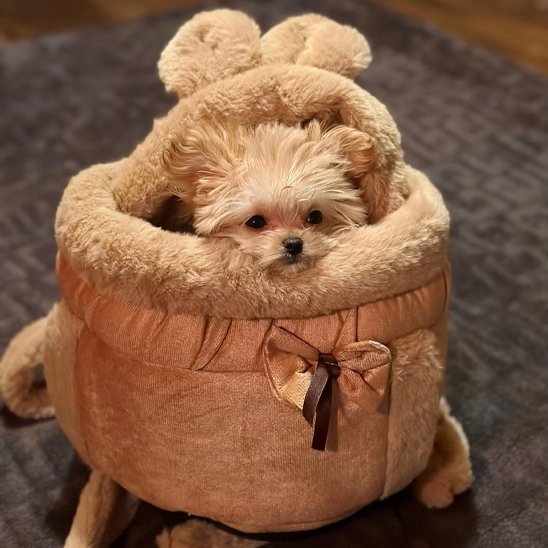 Sac de transport chien | Nomad Comfort - Jouetstoutou