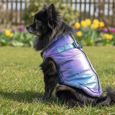 Vêtements pour chien iridescents | Protection Premium - Jouetstoutou